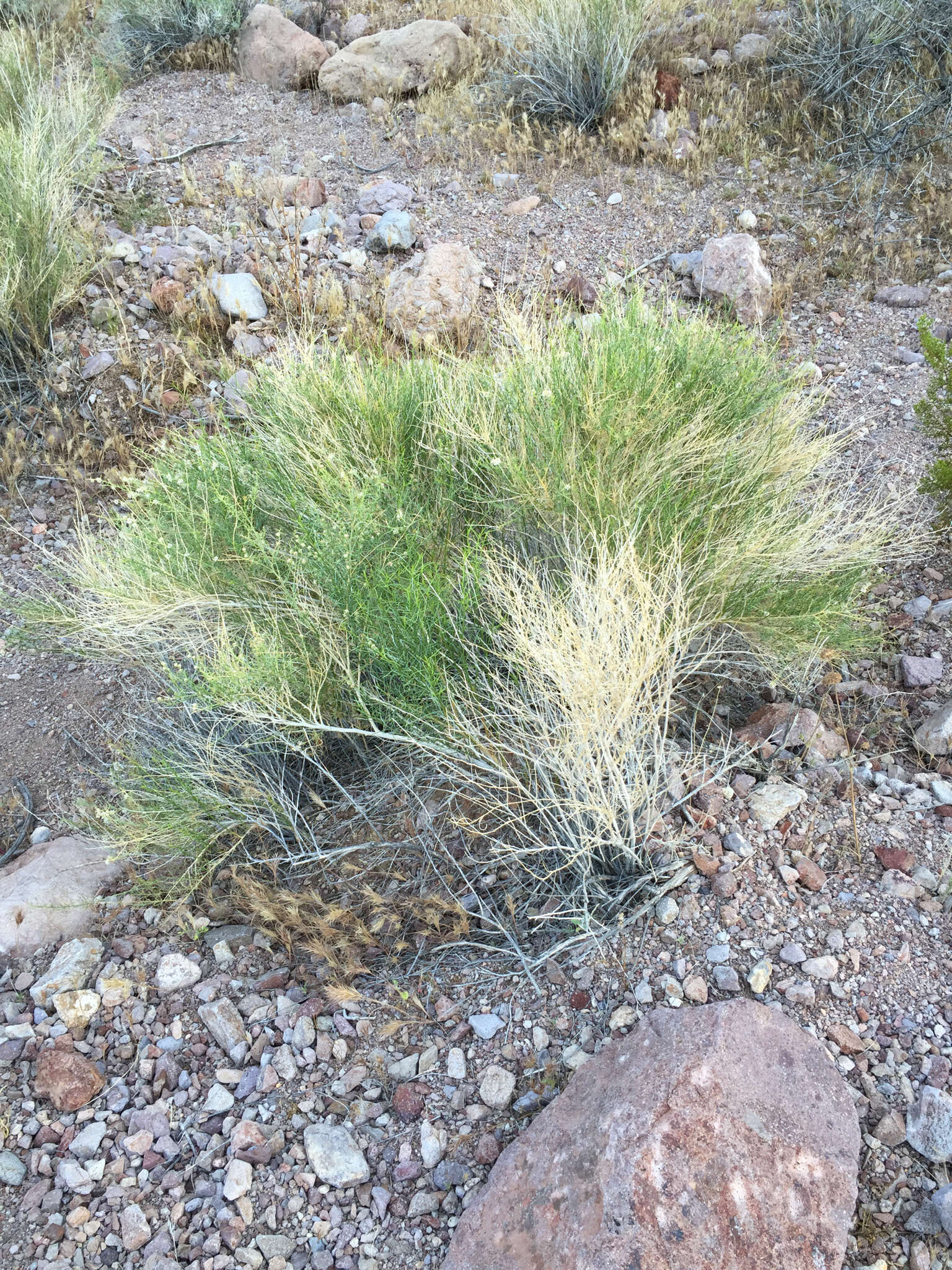 Image of burrobrush