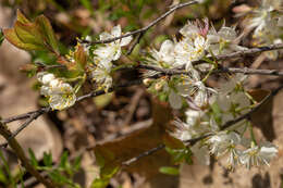 Imagem de Prunus gracilis Engelm. & Gray