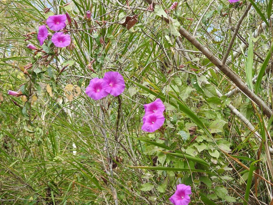 Image de Ipomoea bernoulliana Peter