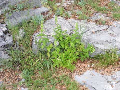 Image of Stachys menthifolia Vis.