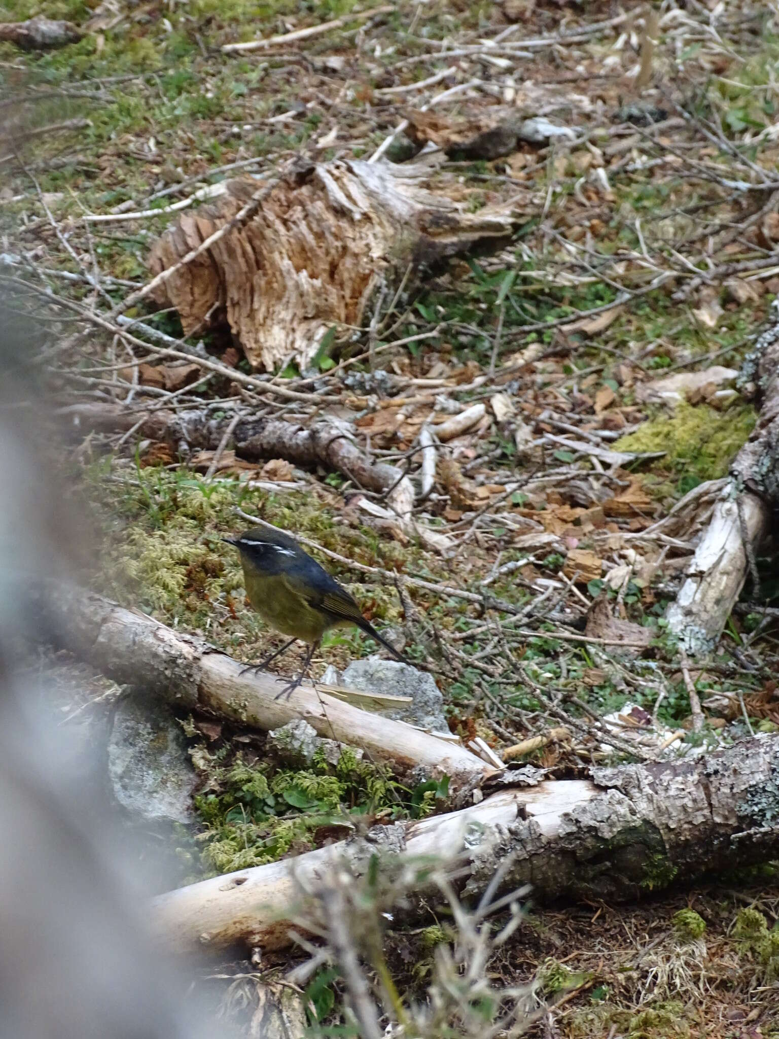 Image of White-browed Bush Robin