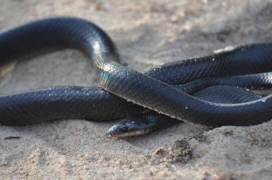 صورة Pseudoboa nigra (A. M. C. Duméril, Bibron & A. H. A. Duméril 1854)