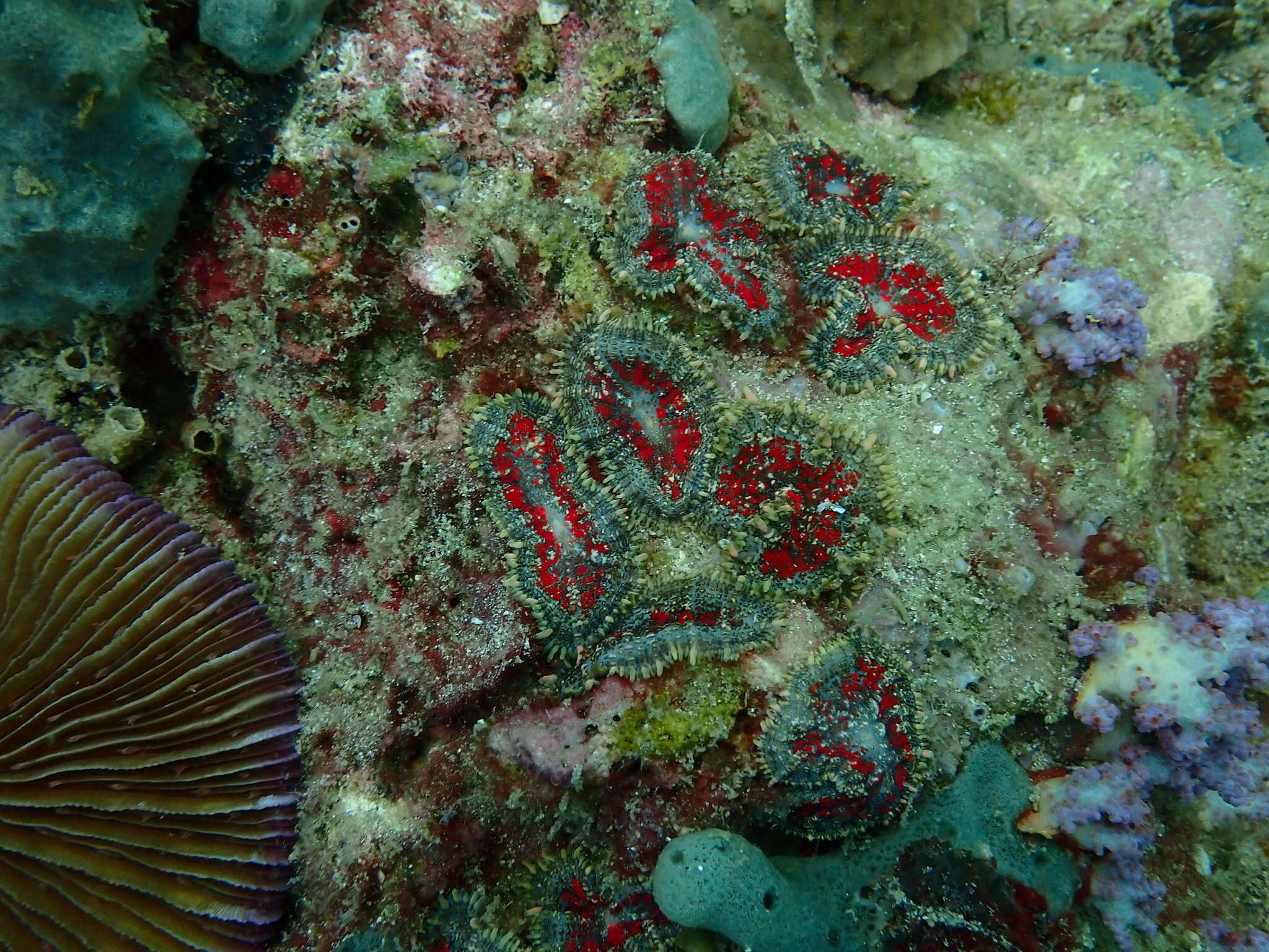 Image of Tonga blue mushroom anemone