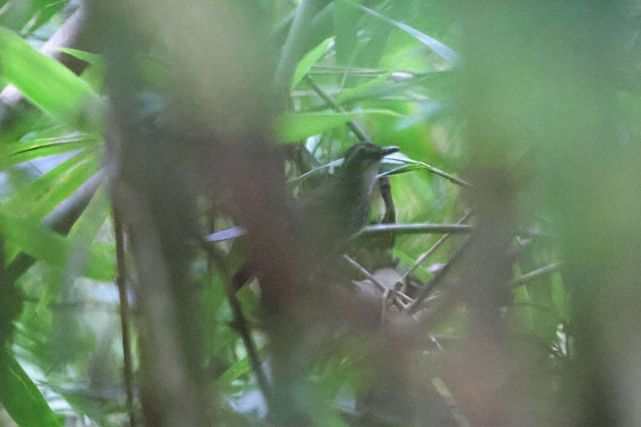 Image of Large Wren-Babbler