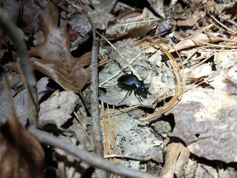 Image of Carabus (Carabus) goryi Dejean 1831