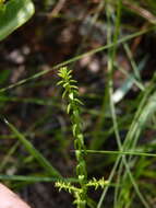 Image of Walter's aster