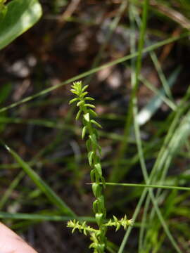 Image of Walter's aster