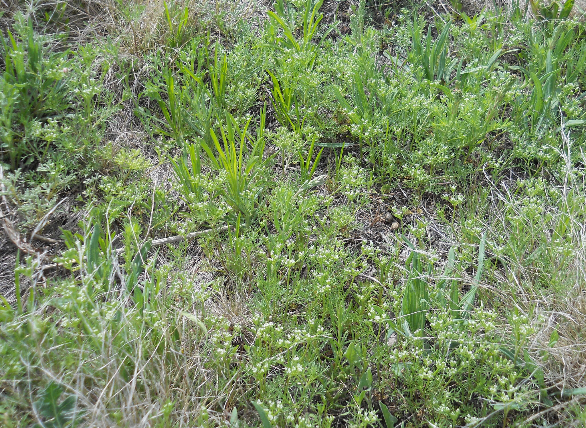 Image of plains sandparsley