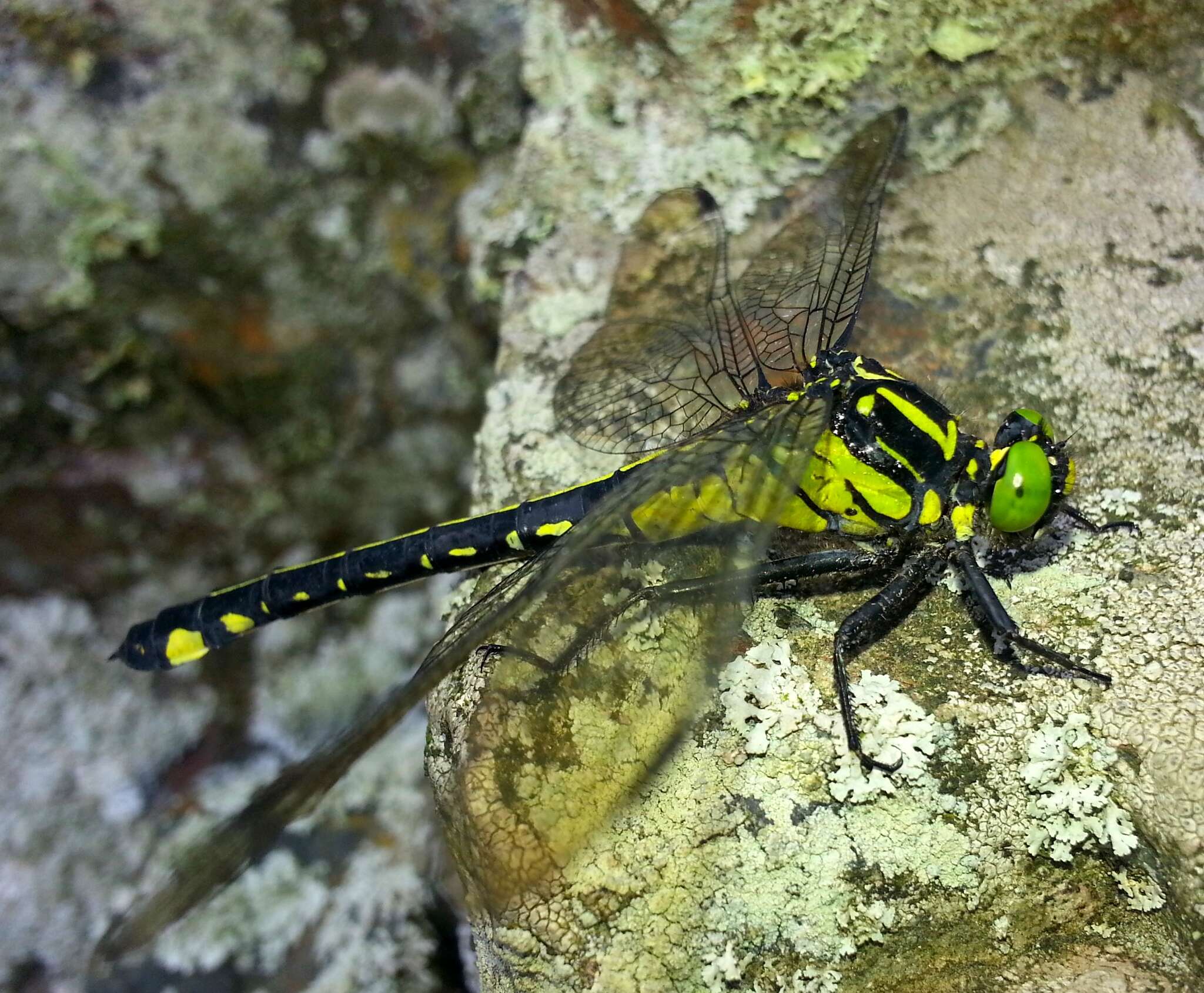 صورة Anisogomphus Selys 1858