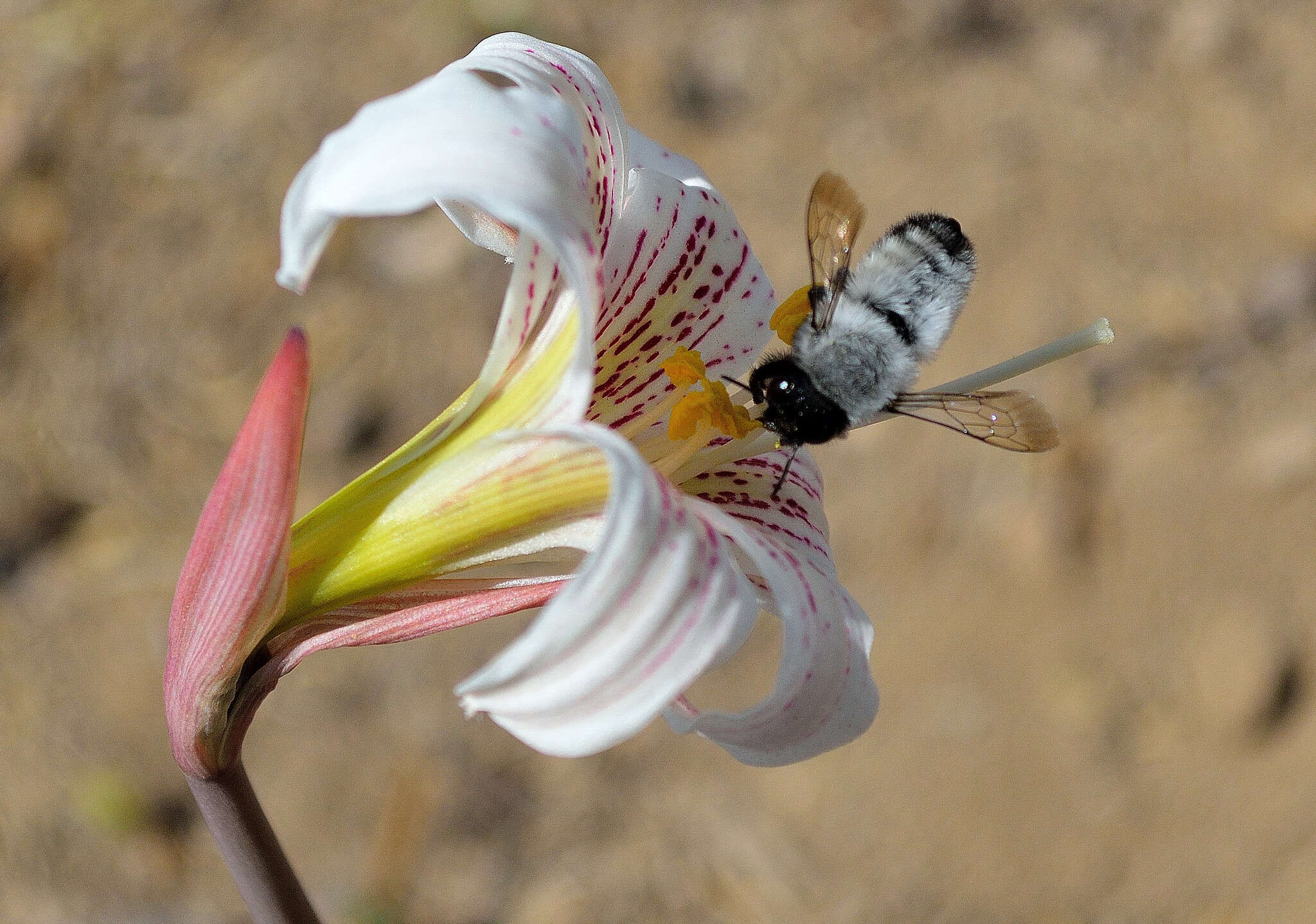 Image of Megachile saulcyi Guérin-Méneville 1845