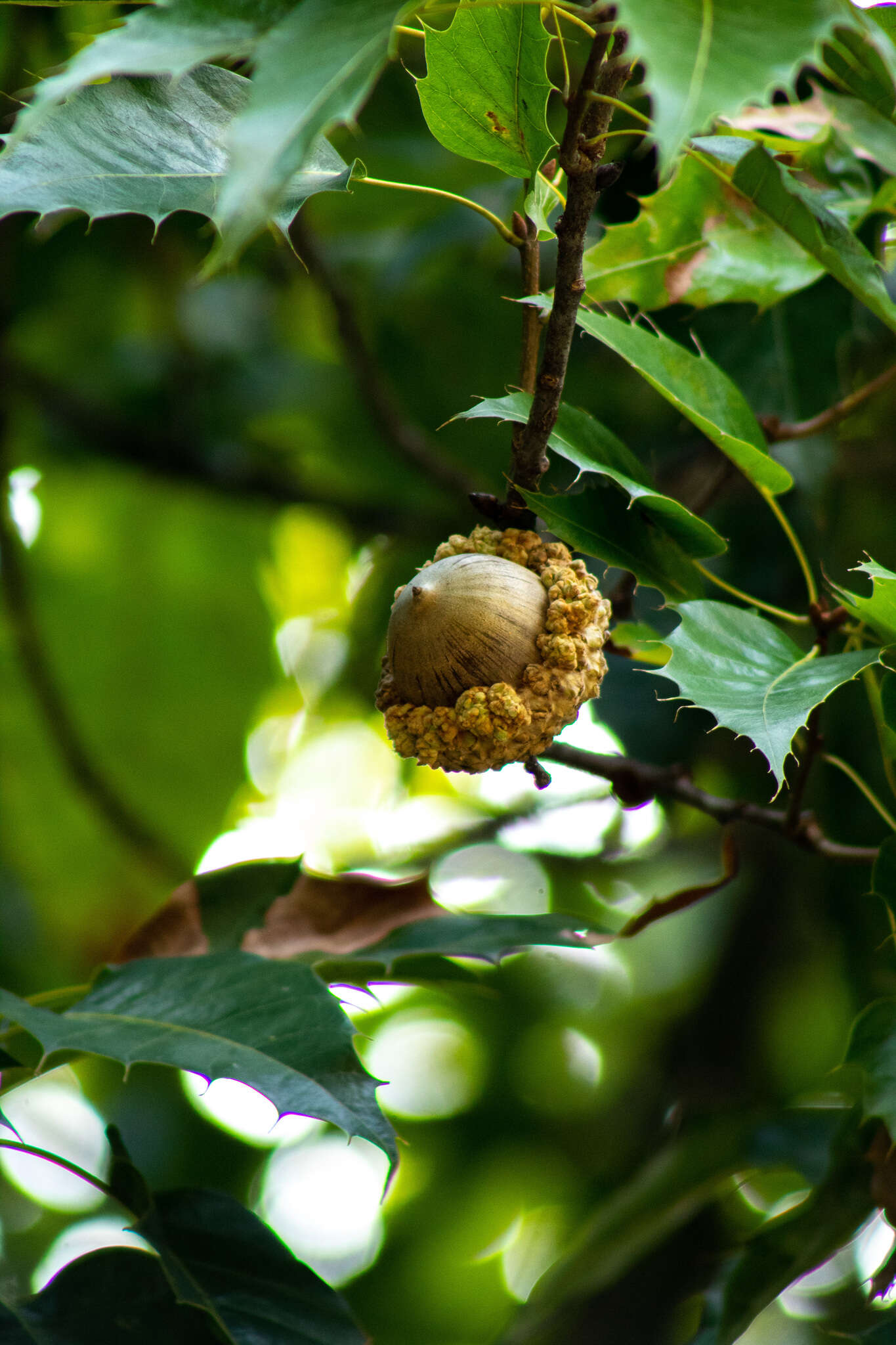 Слика од Quercus skinneri Benth.