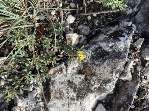 Image de Medicago prostrata Jacq.