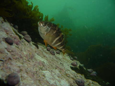 Image of Peruvian morwong