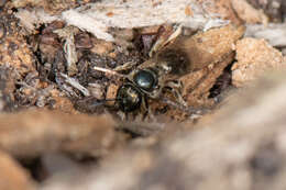 Image of Lasioglossum subviridatum (Cockerell 1938)