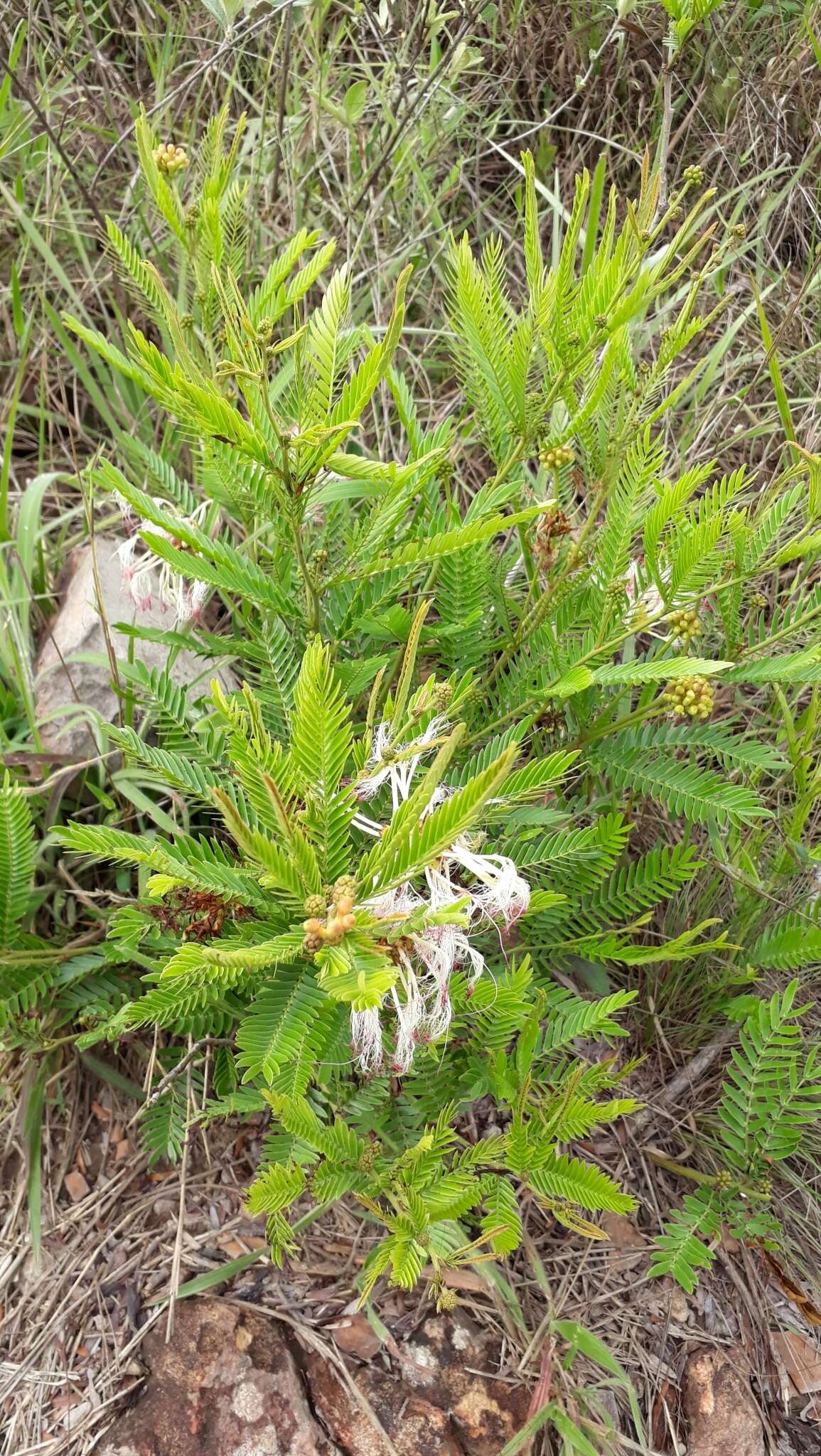 Image de Calliandra virgata Benth.