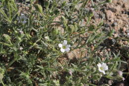 Imagem de Heterochroa desertorum Bunge