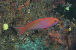 Image of Red-bar anthias