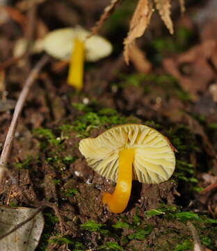 Image of Hygrocybe xanthopoda A. M. Young 2000