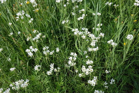 صورة Cerastium maximum L.