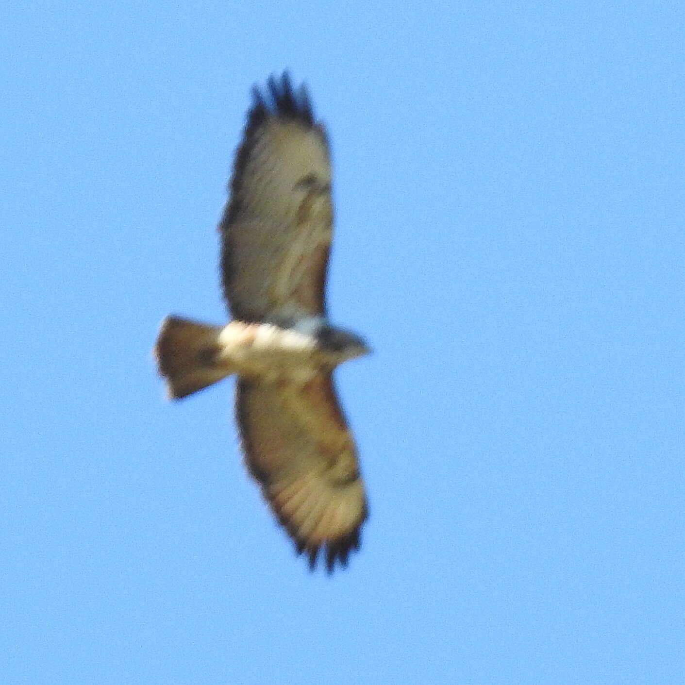 Imagem de Buteo trizonatus Rudebeck 1957