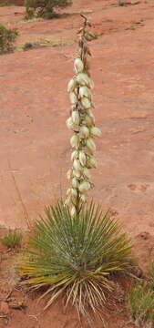 Image of narrowleaf yucca