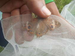 Image of <i>Junonia zonalis</i>