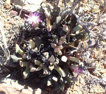 Image of Cerochlamys pachyphylla (L. Bol.) L. Bol.