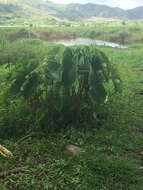 Image de Colocasia esculenta (L.) Schott