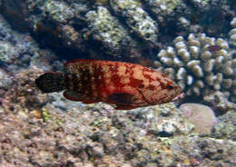 Image of Banded-tail Coral-cod