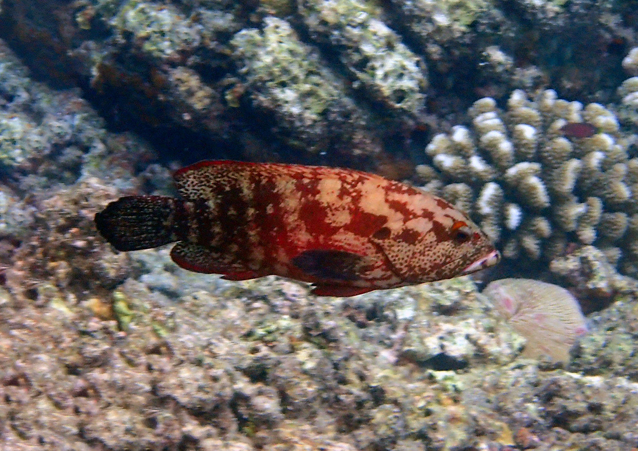 Image of Banded-tail Coral-cod