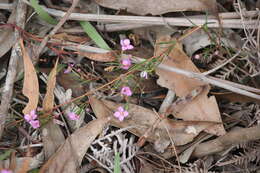 Image of Boronia filifolia F. Müll.