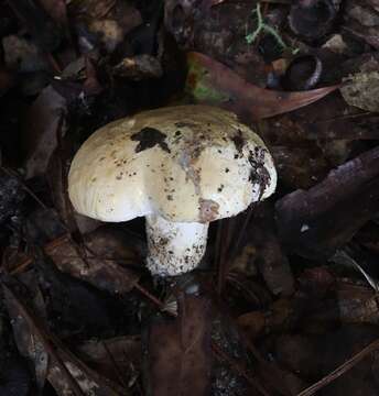 Image of Tylopilus peralbidus (Snell & Beardslee) Murrill 1938