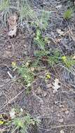 Potentilla crinita A. Gray resmi