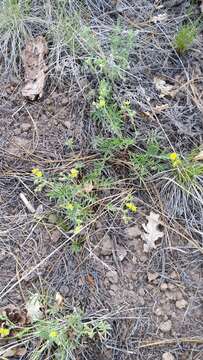 Image de Potentilla crinita A. Gray