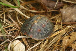 Image of Cuora flavomarginata evelynae Ernst & Lovich 1990