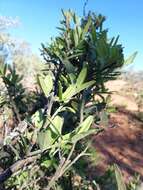 Image of Capparis sepiaria var. citrifolia (Lam.) Tölk.