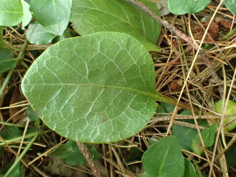 Image of American wintergreen