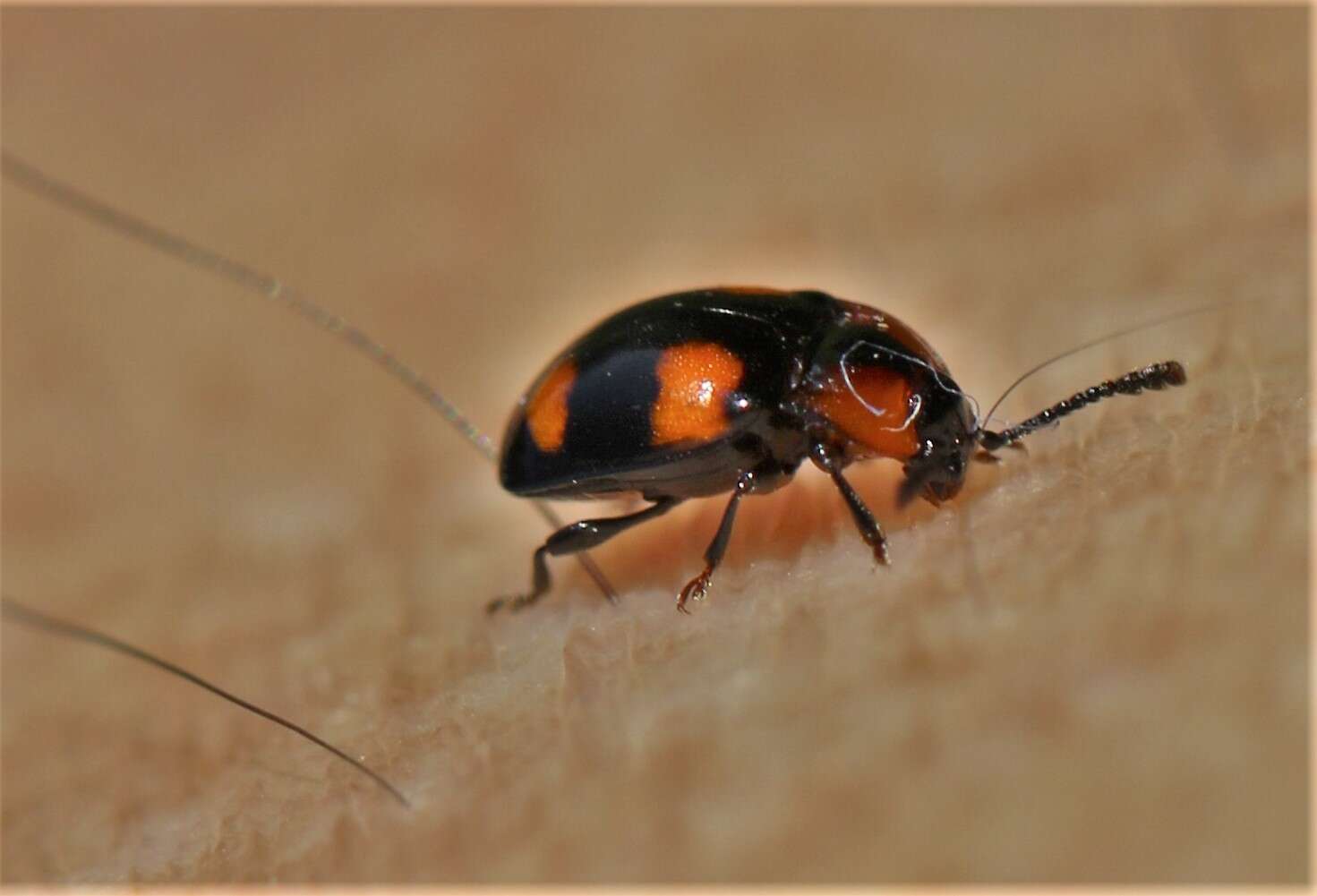 Слика од Mycetina perpulchra (Newman 1838)