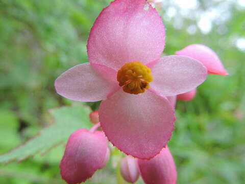 Image of Begonia palmeri S. Watson