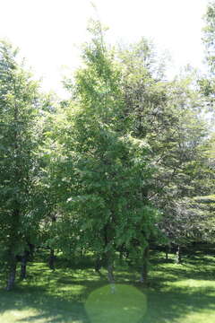 Image de Nothofagus alpina (Poepp. & Endl.) Oerst.