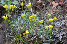 Image of Standley's draba