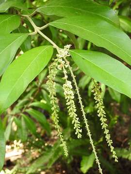 Image of Citharexylum mocinoi D. Don