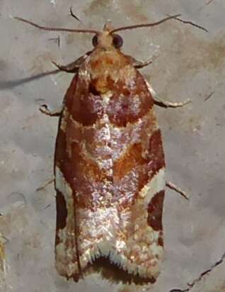 Image of Argyrotaenia coloradanus