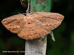 Image of Drapetodes magnifica Swinhoe 1902