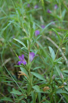 Plancia ëd Dyschoriste humilis Lindau