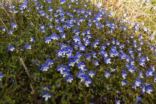 Image of Veronica syriaca Roem. & Schult.