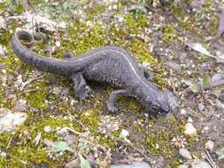 Image of Italian crested newt