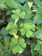 Sivun Oxalis grandis Small kuva