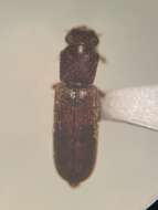 Image of Powderpost beetle