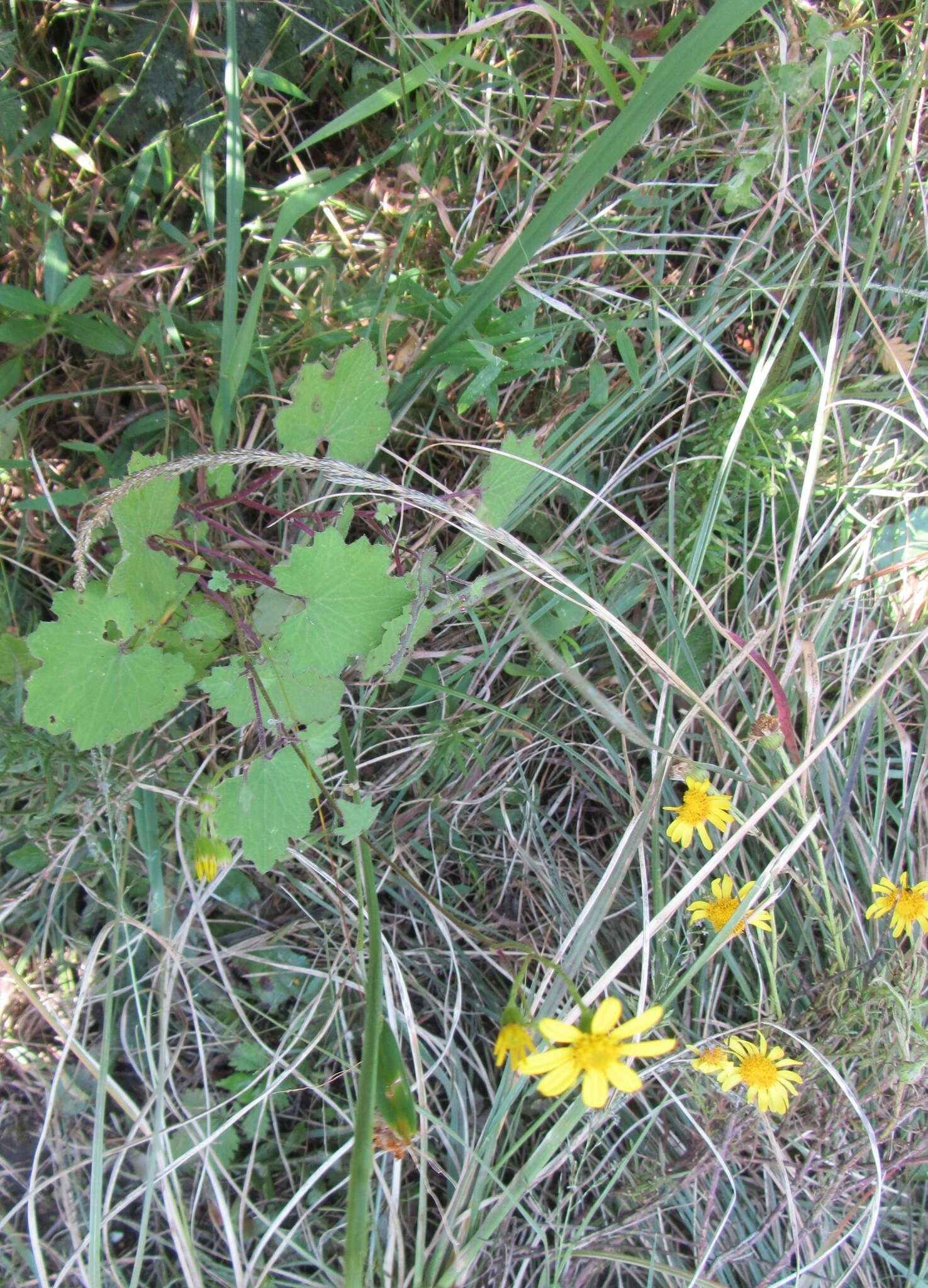 Image of Cineraria glandulosa Cron